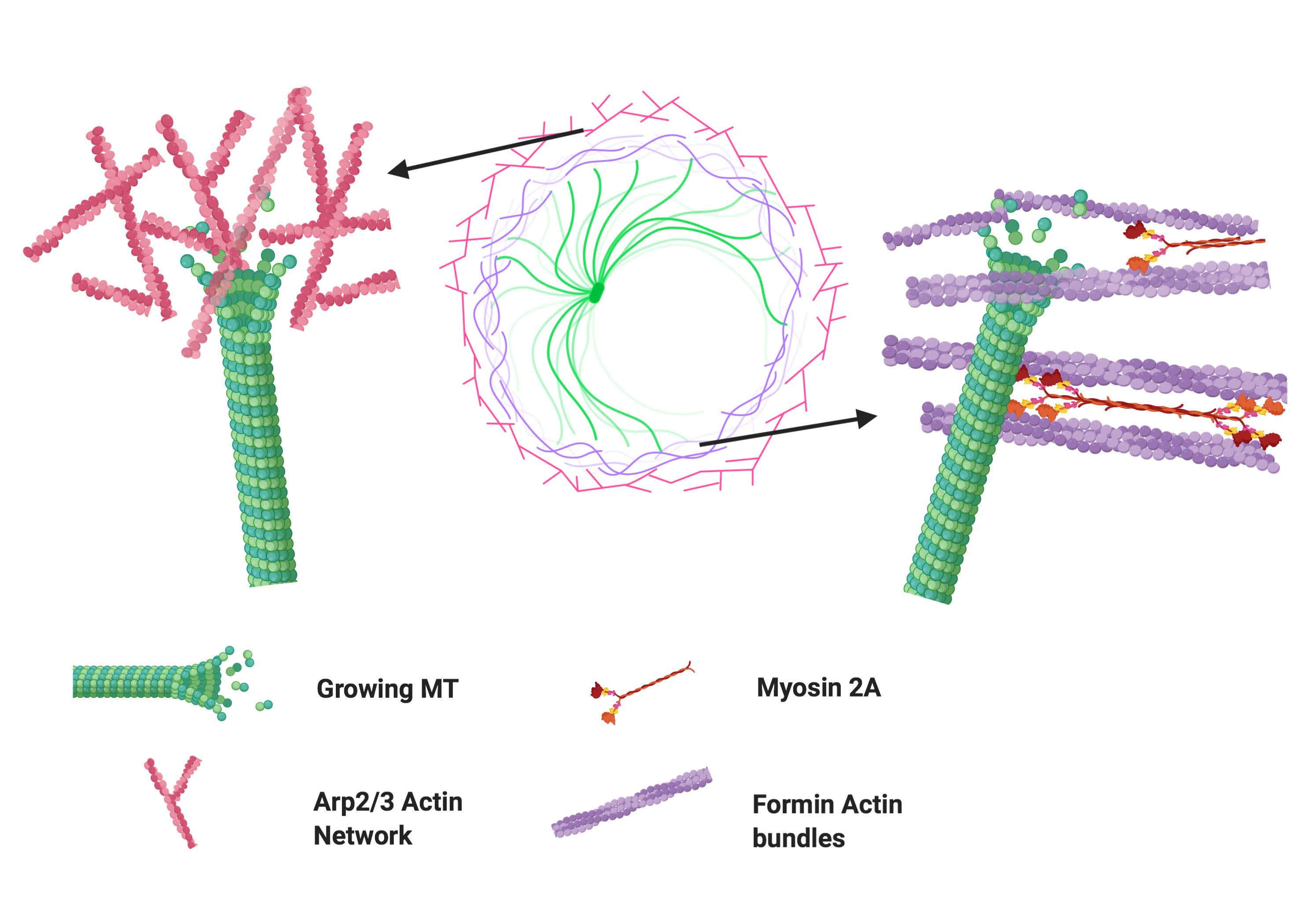 Actomyosin dynamics modulate microtubule deformation and growth during T cell activation