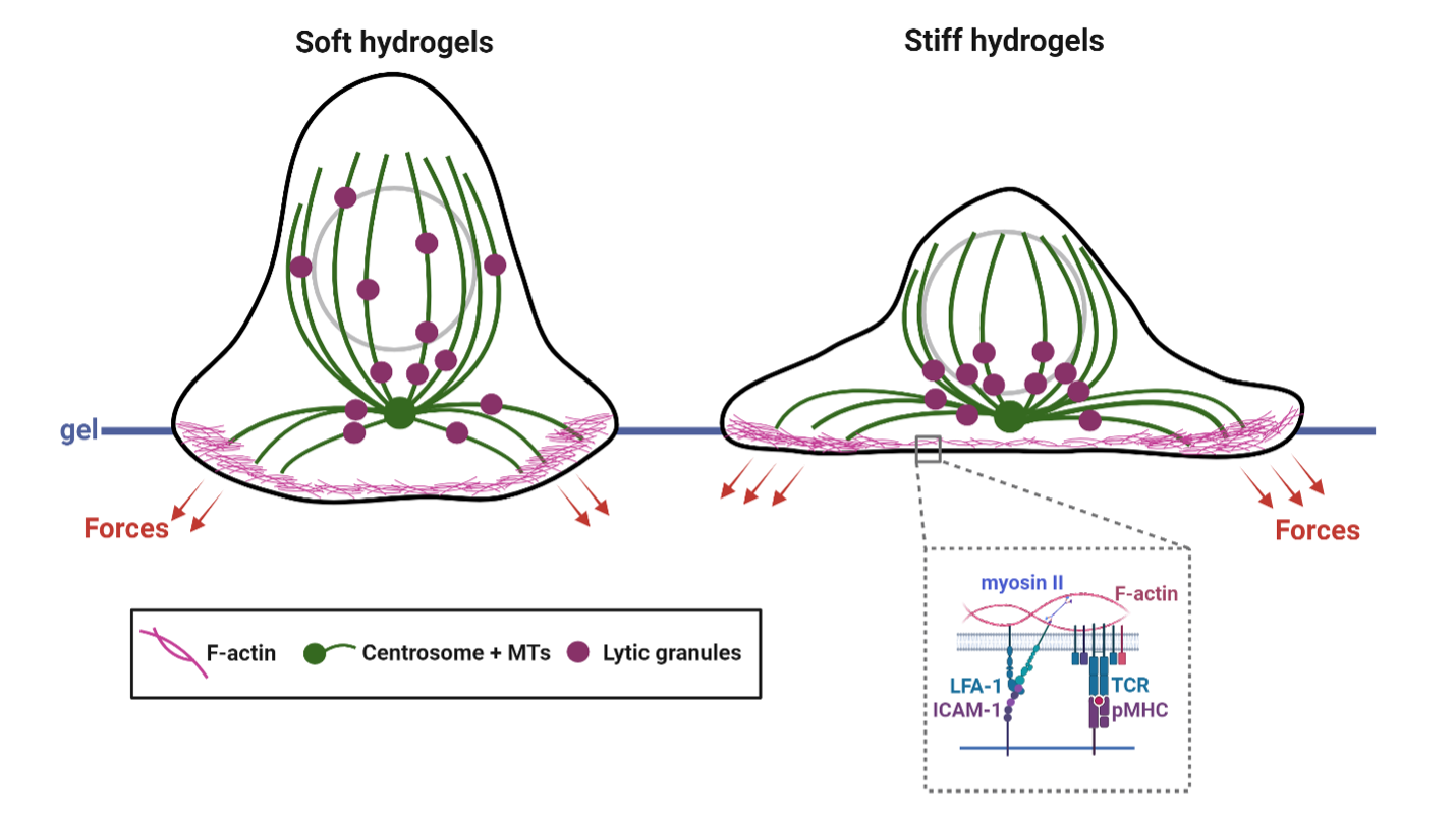 Mechanosensing and force generation in T cells